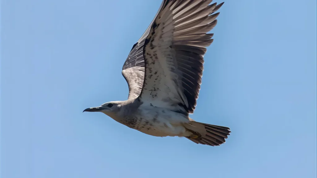 Best Caption About Flying