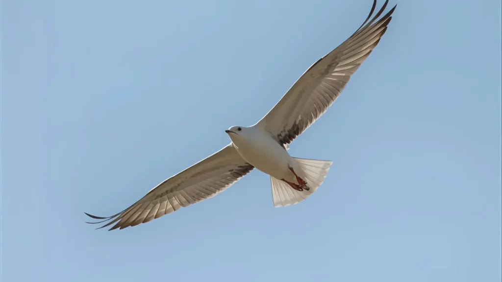 Best Caption About Flying