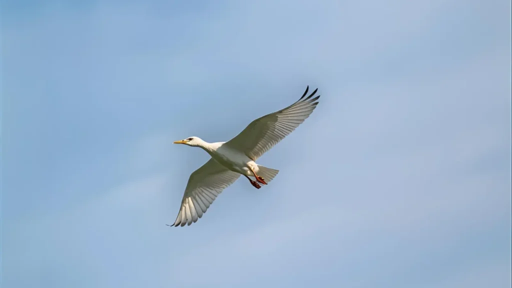 Best Caption About Flying